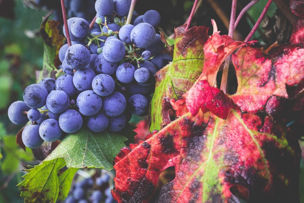 Grappolo di uva rossa Merlot spunta tra le foglie tinte di autunno.